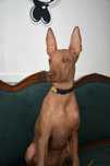 Cão Sem Pelo do Mexico (Standart)