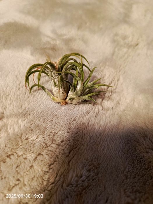 Tillandsia oplatwy