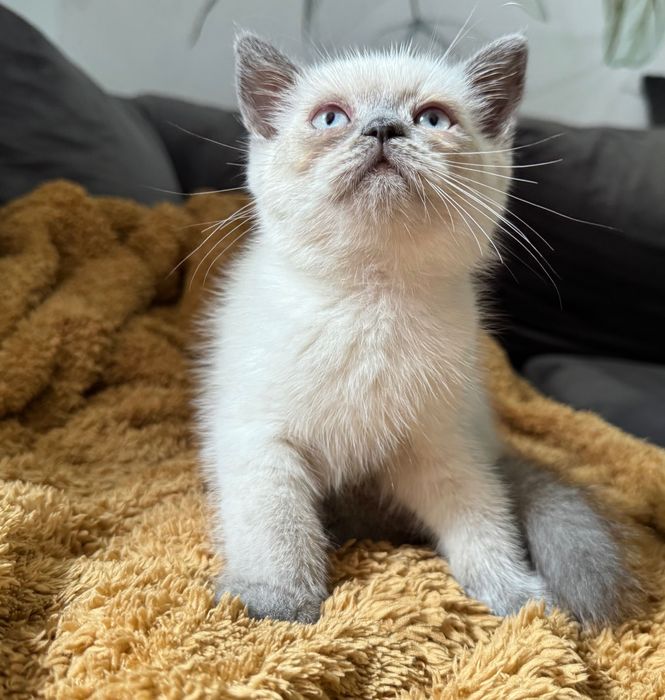 Kocurek szkocki prostouchy - point niebieski