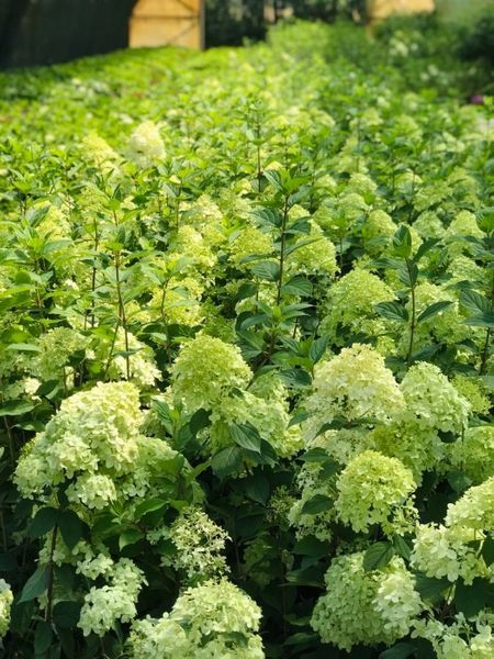 Hortensje Bukietowe  Cena 28 zł