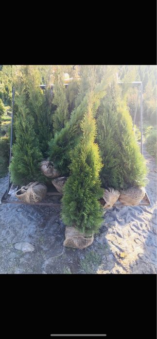 Tuja Szmaragd 120-130  PRODUCENT*DOSTAWA*SADZENIE*GRYS(140/150/160)