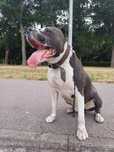 Pies American Pitbull Terierr Bluee