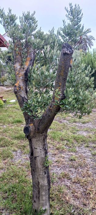 Oliveiras para jardim