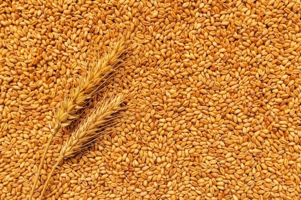 Продам пшеницю, урожай 2025 року.