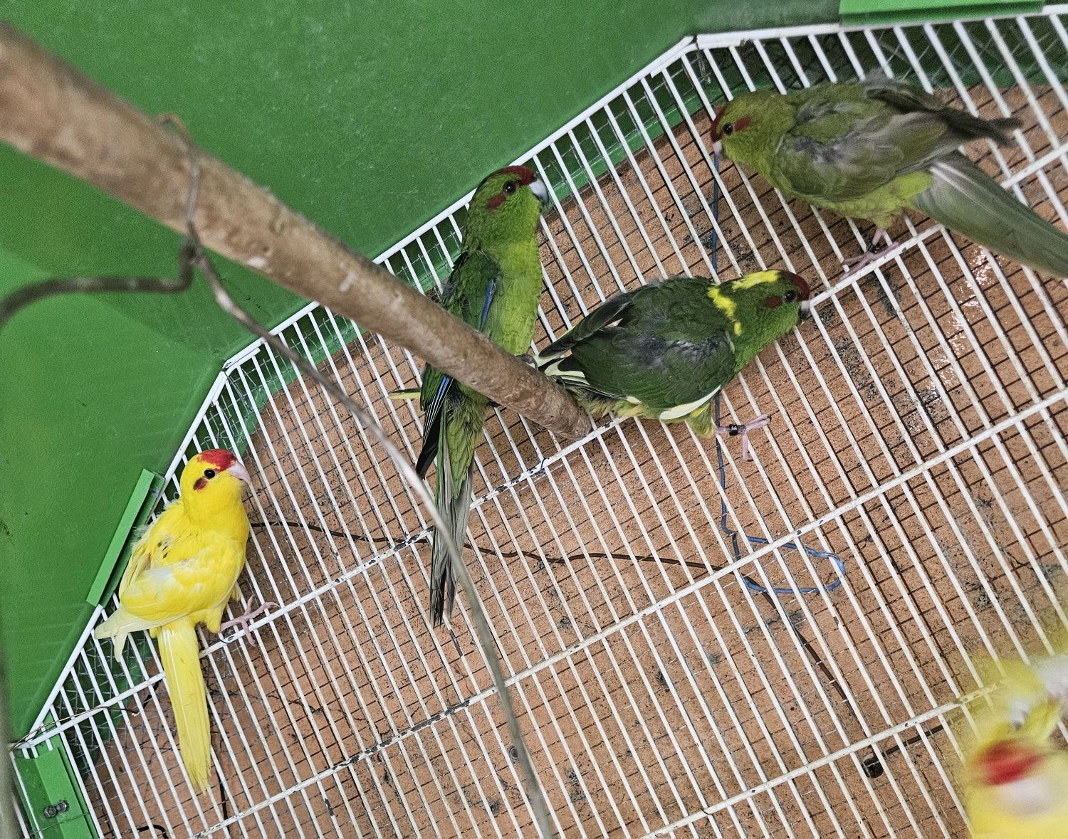 Kakarakis verdes amarelos