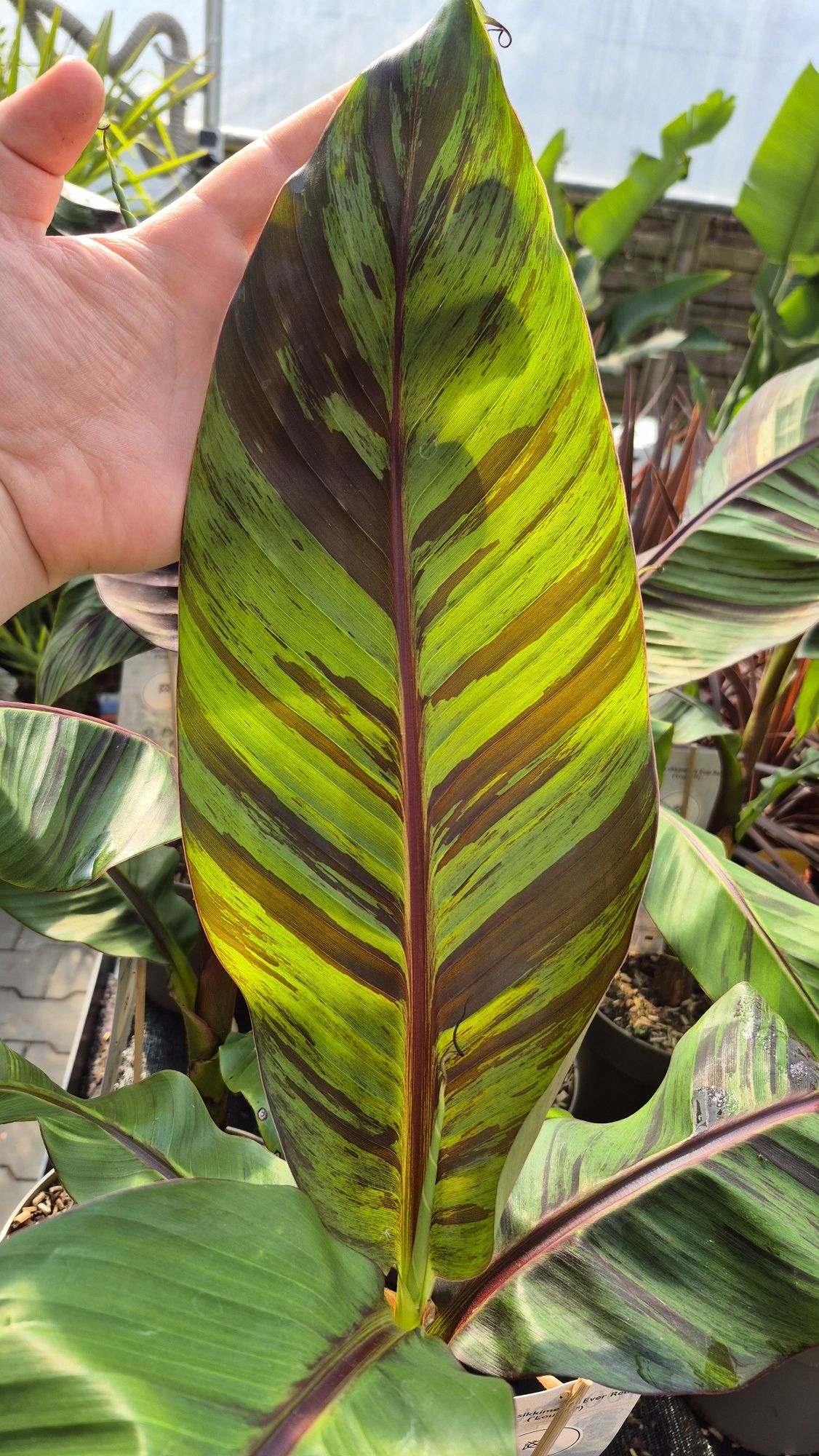 Bananowiec Banan Musa Sikkimensis "Ever Red" sadzonki