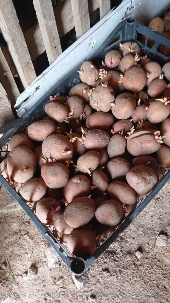 Картошка на посадку (насінєва картопля) БеллаРоза, Колумба