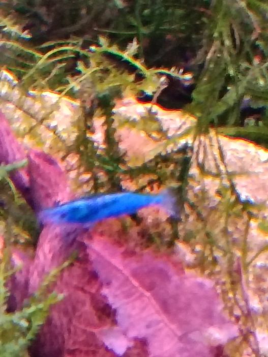 Camarões neocaridina