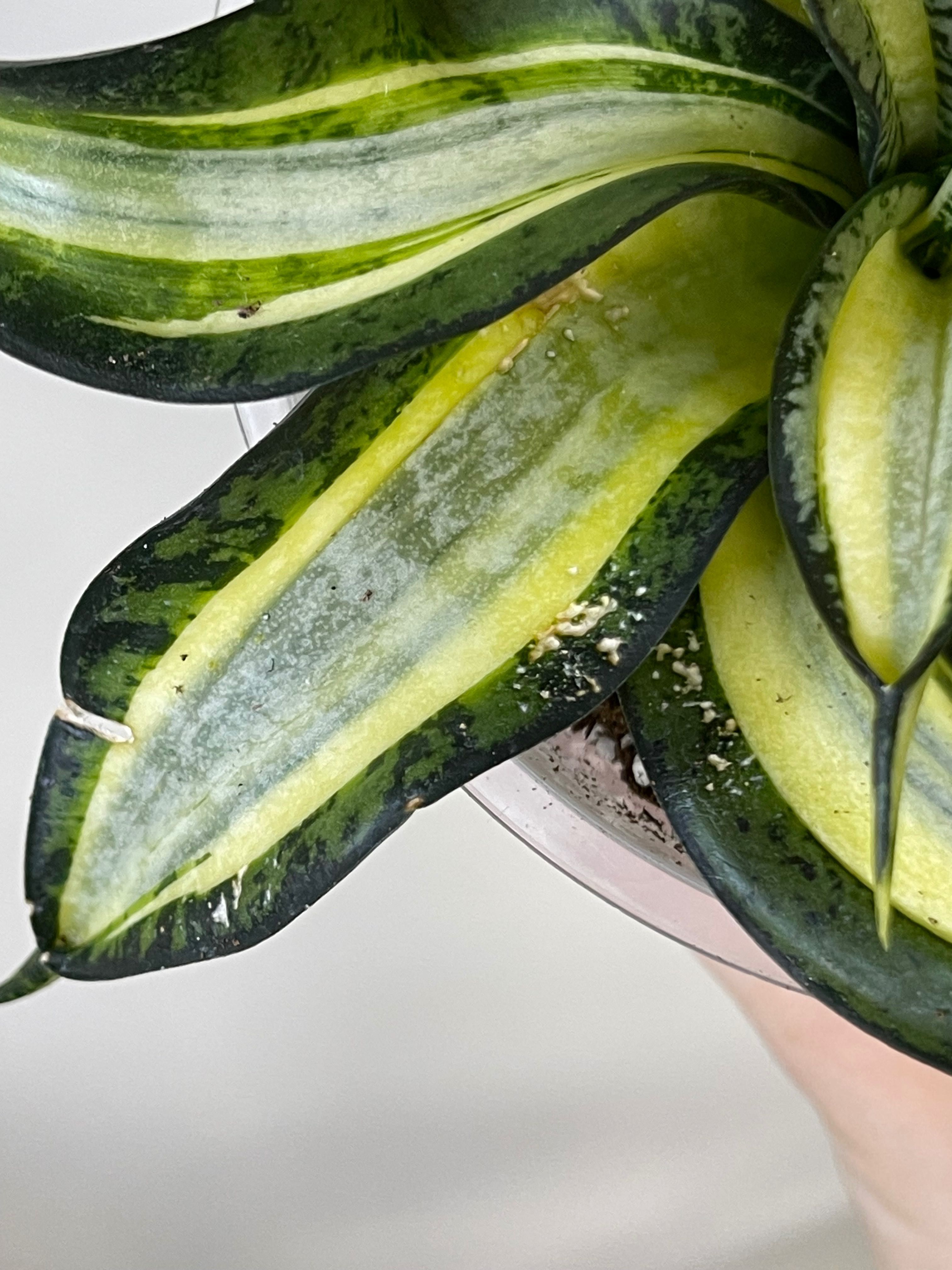 Sansevieria trifasciata Hanny’s Gold (Golden Wendy's)