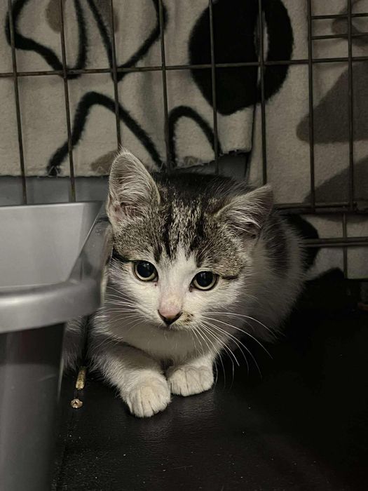 Slodki maly kotek szuka domku