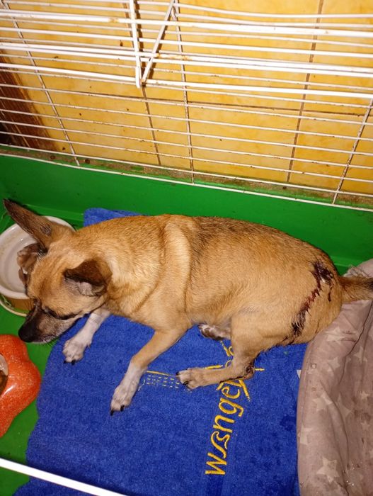 Знайдений чіхуа хлопчик, патріотична-сталеварів