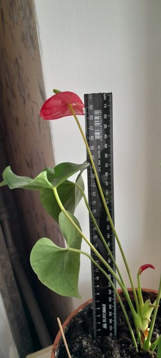 Артуріум червоний.  Чоловіче щастя.