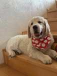 Golden Retriever suczka