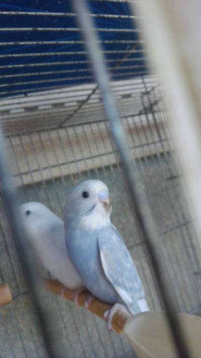 Periquitos bebes fofinhos saidos do ninho