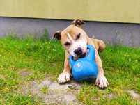 Pies typu amstaff szuka domu