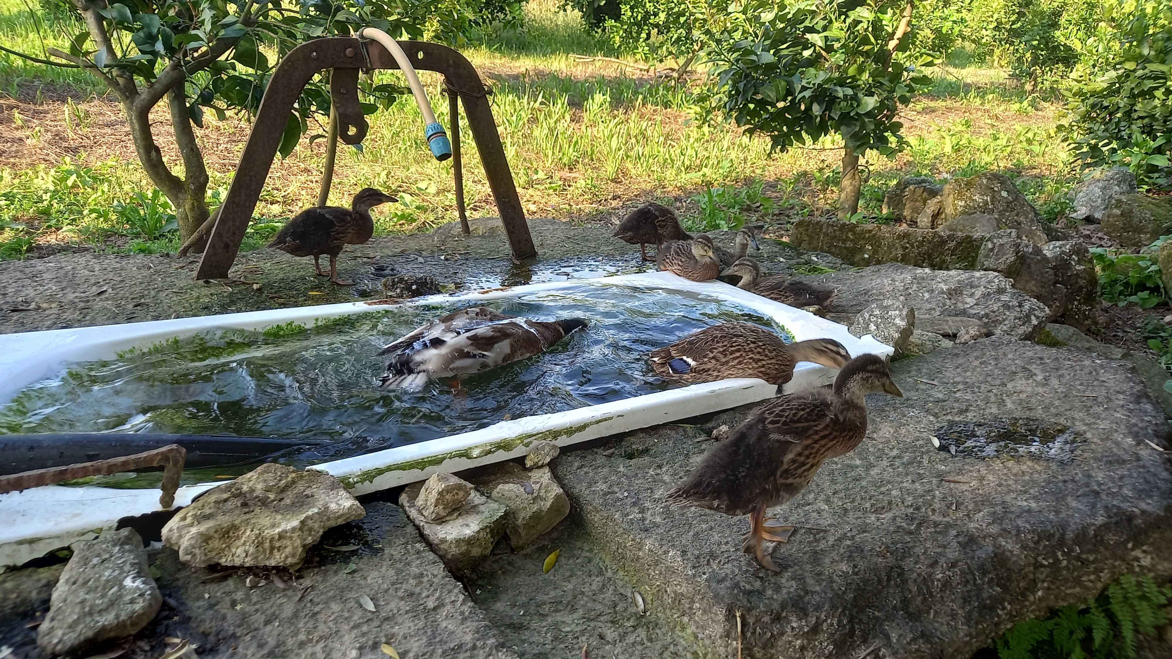 Patos voadores criados no campo