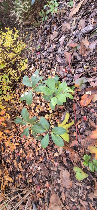 Ciemiernik biały zimowa róża