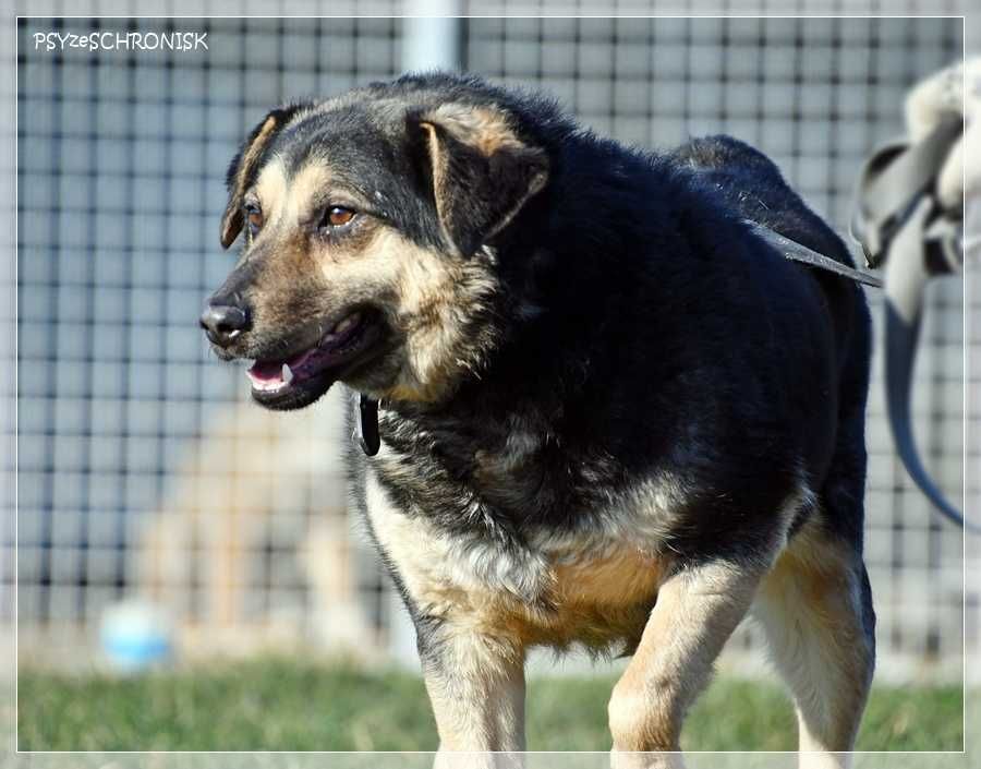 Lizak – wpatrzony w człowieka kundelek nie traci nadziei na dom