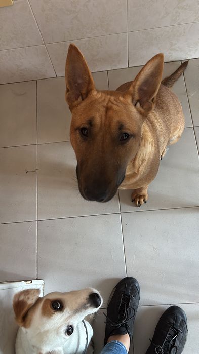Raça Bull Terrier