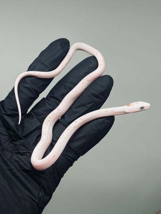 Wąż zbożowy palmetto