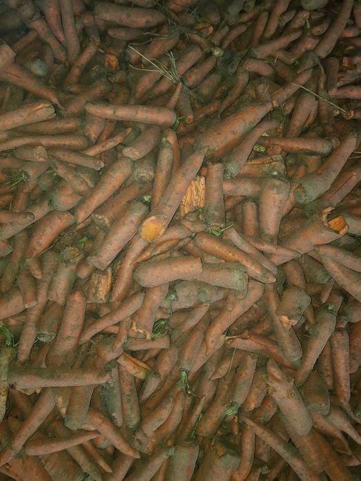 PIĘKNA Marchew  bio eko Nie odpadowa  PASZOWA