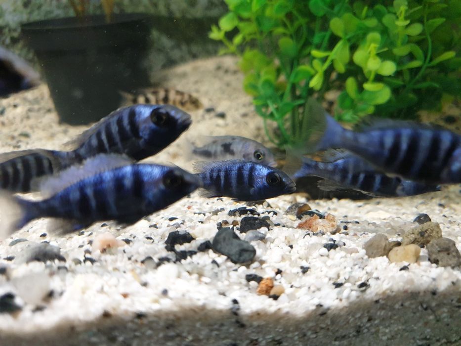 Pyszczaki Bydgoszcz-zerknij-