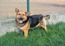 Piesek Iwo do adopcji