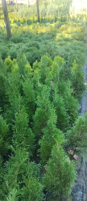 Продам хвойні, декоративн і рослини