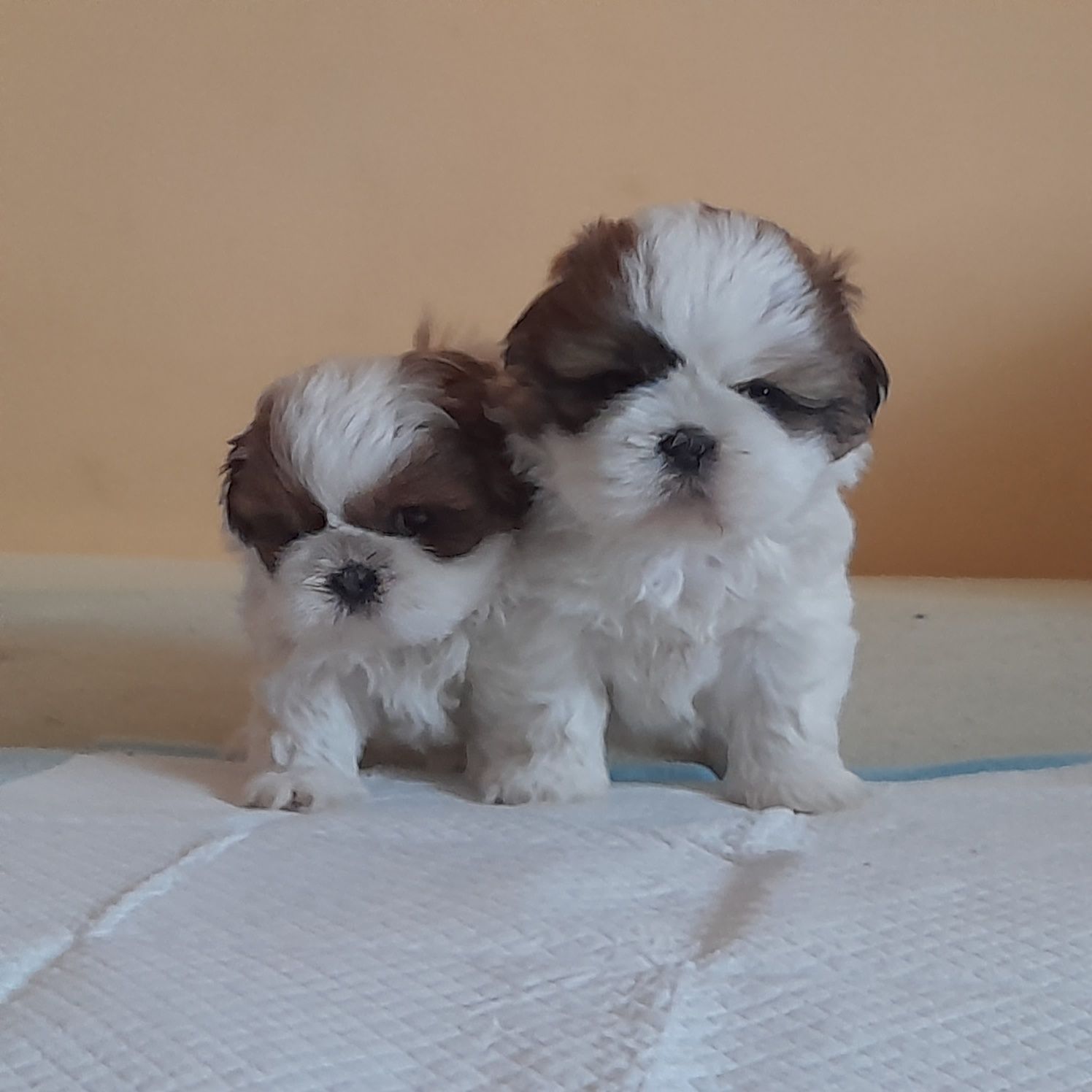 Śliczna suczka shih tzu