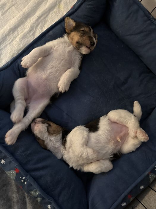 Szczenięta foksteriera szorstkowłosego