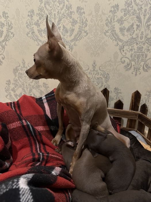 Цуценята той-терʼєра