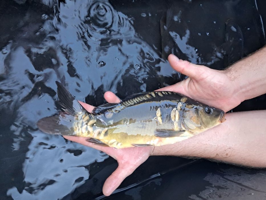 Karp kroczek 20-25cm