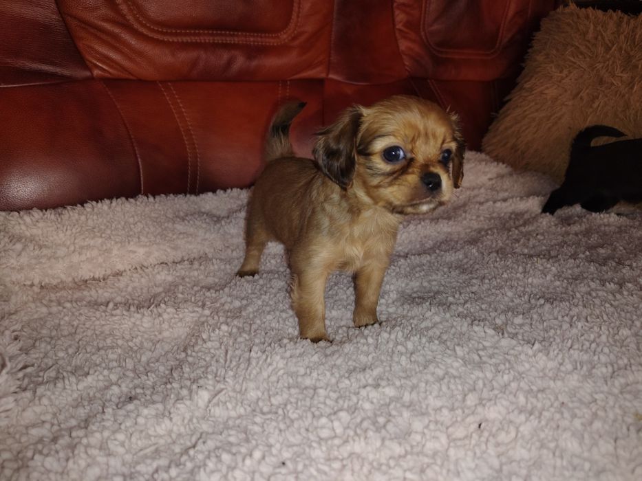 Cavapoo, cavalier King Charles spaniel & pudel toy, sunia