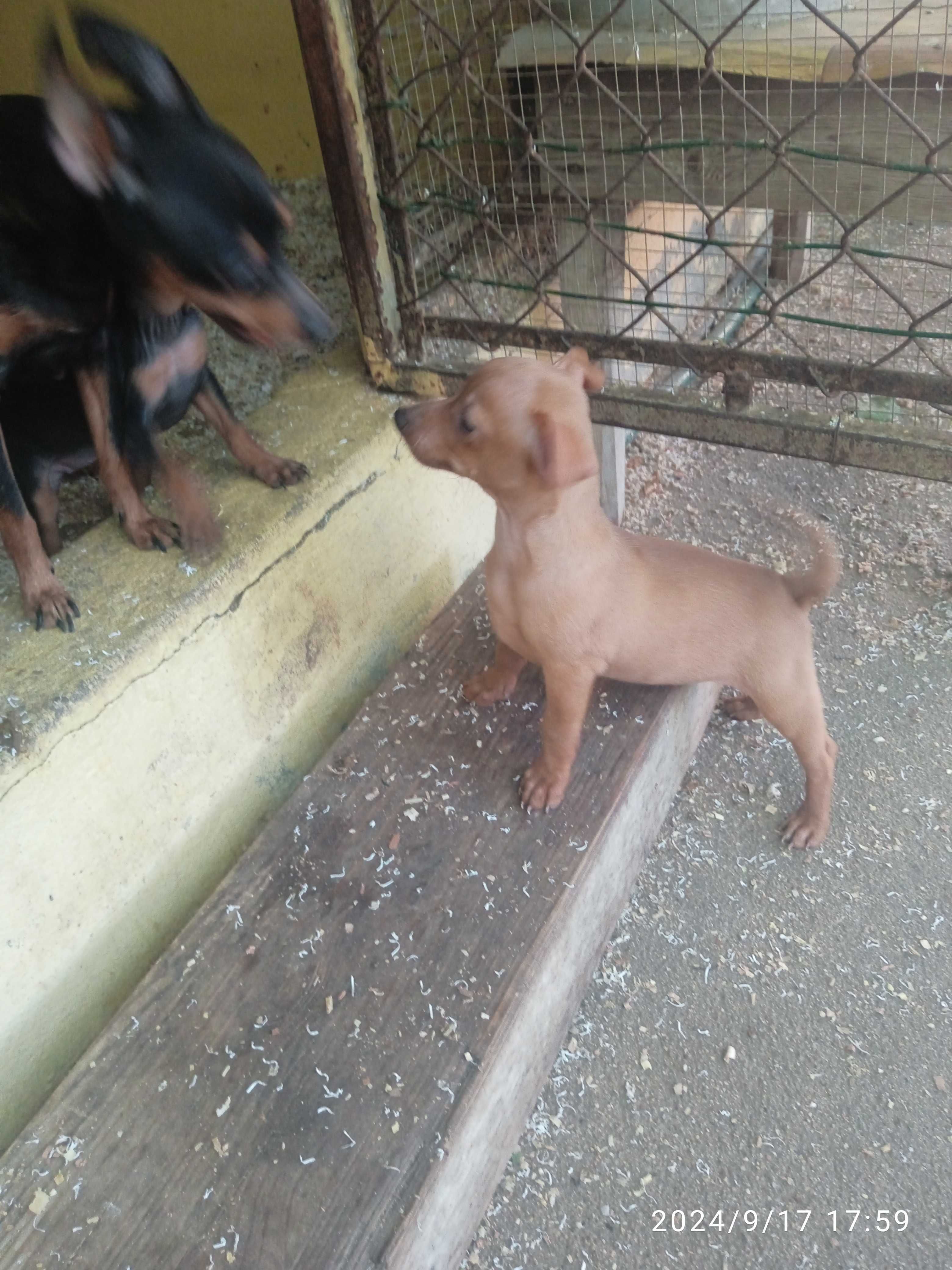 Pinscher menina bonita