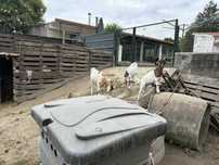 Cabrito Boer Puro