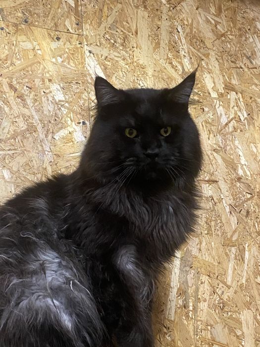 Котик Мейн Кун брутальный красавчик