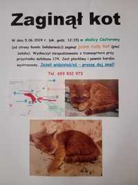 Zaginął rudy kot przy Castoramie na Winogradach