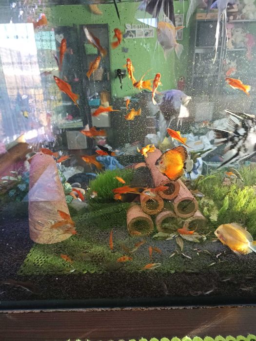 Mieczyk   Czerwony /Czarny