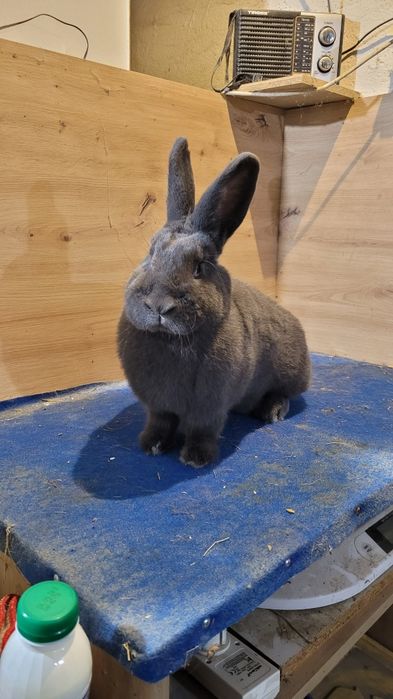 Króliki Wiedeńskie niebieskie samce i samice