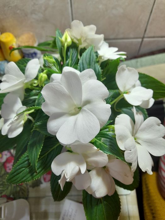 Цветы цветущие и очень красивые