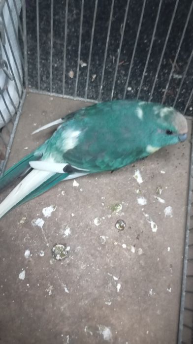 Kakarikis casal reprodutor