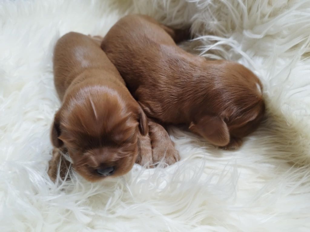 * Cavalier King Charles Spaniel piesek maleńki rubinowy Rubi *