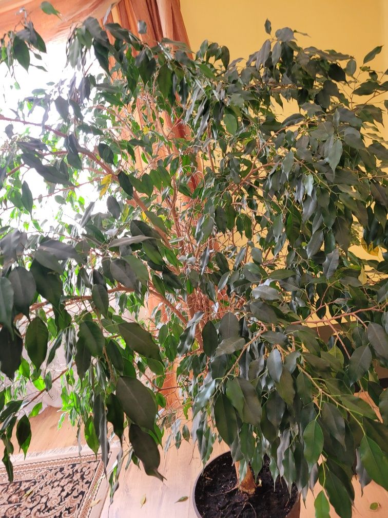 Figowiec Benjamina