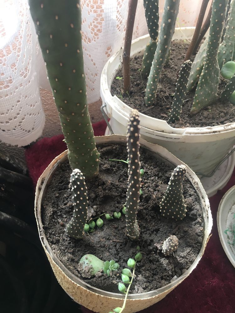 кімнатні  рослини кактуси