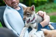 Szczeniak suczka SIBERIAN HUSKY aguti linia użytkowa ZKwP FCI