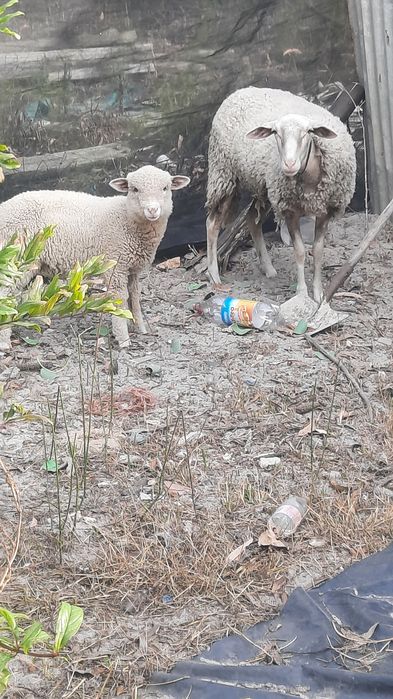 Borrego machos dois meses