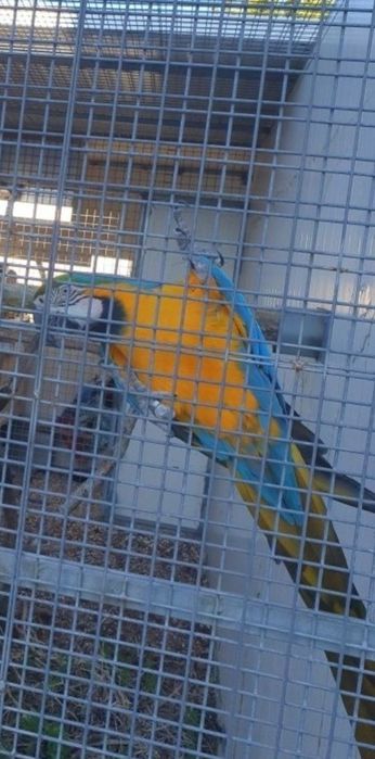 Arara ararauna fêmea de 2015