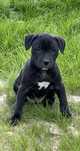 Apbt american pit bull terrier