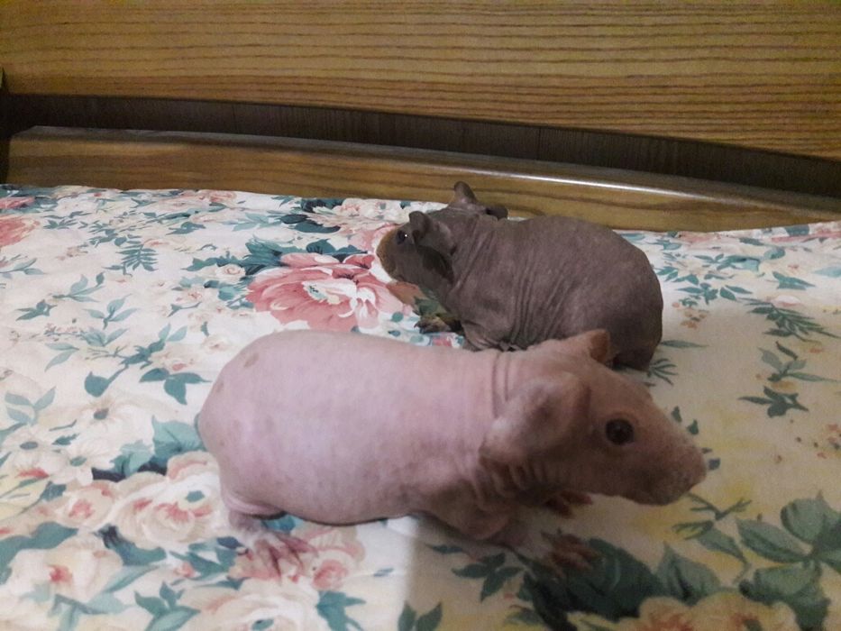 Скинни (мини бегемотики)