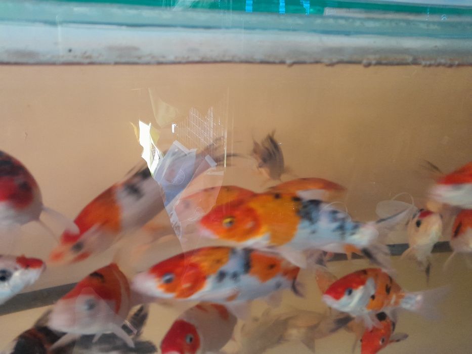 Karp koi 25 cm Sklep Altum Sierakowice